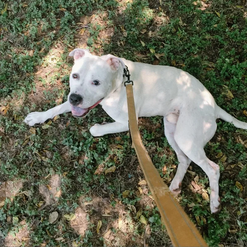 Lovecraft thumbnail 6