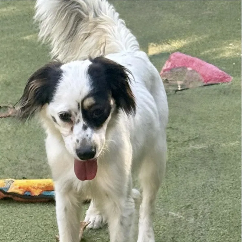 A young medium-sized male Australian Shepherd dog named Tilbury for adoption in Houston, TX
