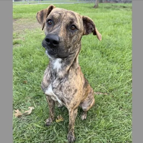 A young medium-sized female Pit Bull Terrier dog named Amber for adoption in Conroe, TX