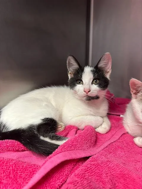 A baby small-sized male Domestic Short Hair cat named Noah for adoption in Santa Cruz, CA