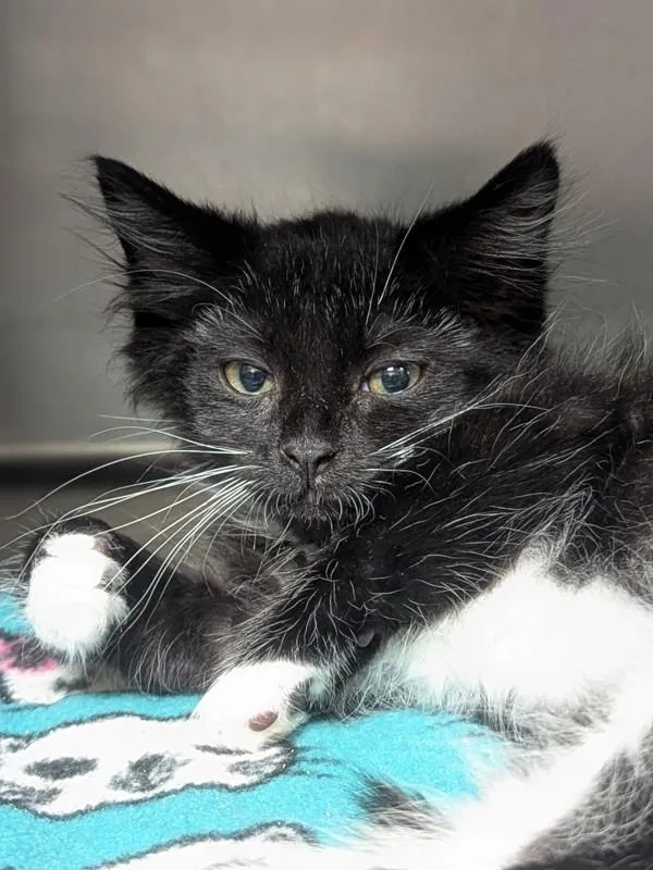 A baby small-sized male Domestic Medium Hair cat named Cardigan for adoption in Vancouver, WA