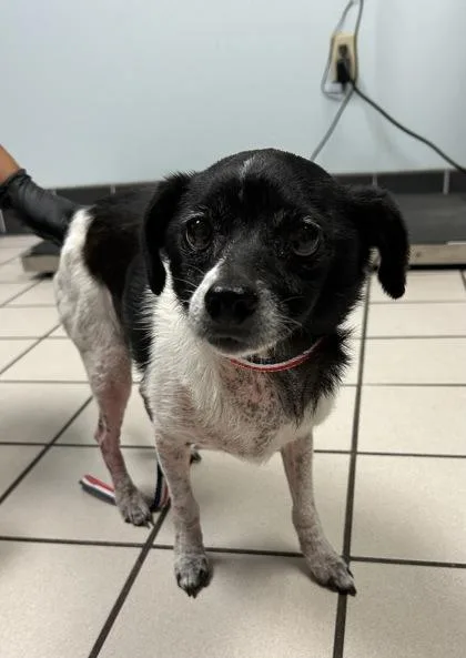 An adult small-sized female Chihuahua dog named Melody for adoption in Largo, FL