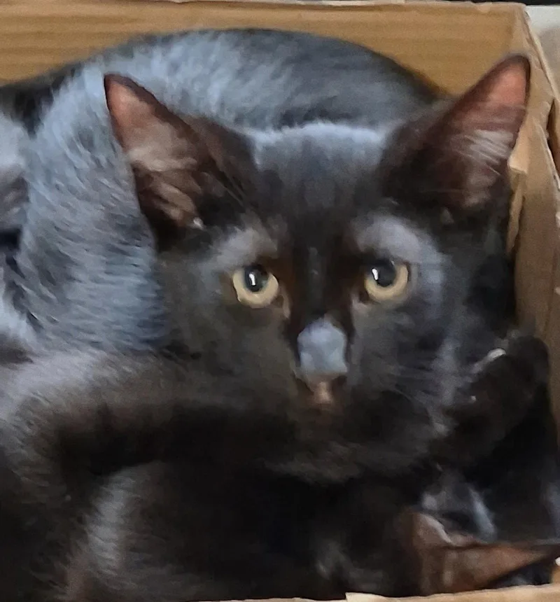 A baby medium-sized female Black & White / Tuxedo Domestic Short Hair cat named Tostada for adoption in Oviedo, FL