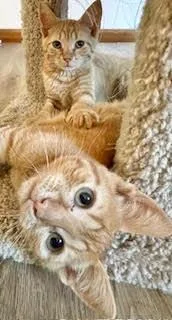 A baby medium-sized male Orange & White Domestic Short Hair cat named Julius for adoption in Kenhorst, PA