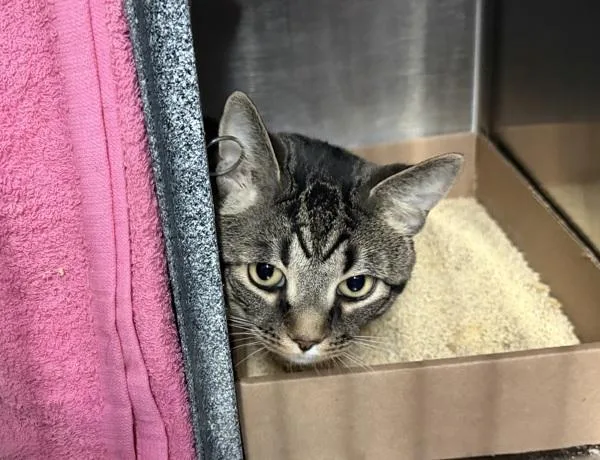 An adult large-sized male Domestic Short Hair cat named Benicio for adoption in New York, NY