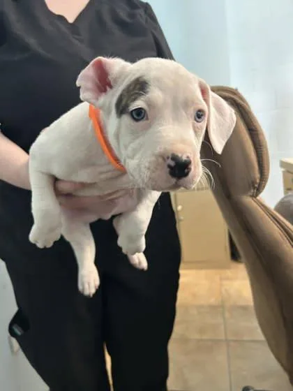 A baby small-sized male Mixed Breed dog named Def Leppard for adoption in Munster, IN