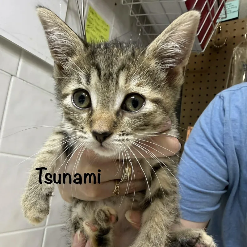A baby small-sized female Tabby (Brown / Chocolate) Domestic Short Hair cat named Tsunami for adoption in Grand Rapids, MI