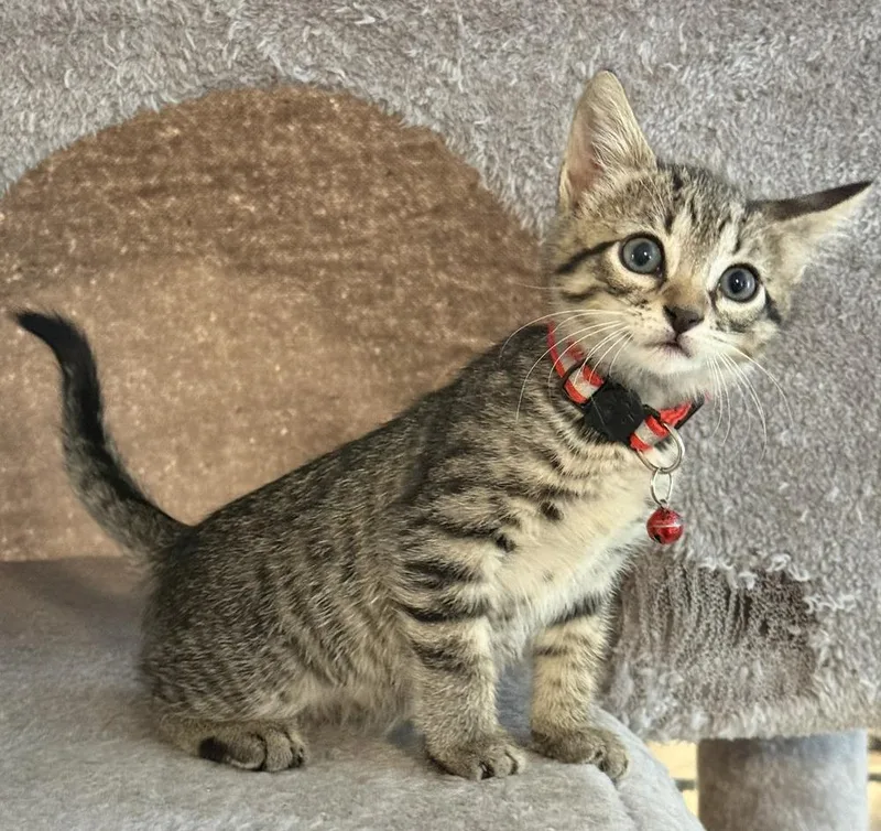 A baby small-sized female Tabby (Brown / Chocolate) Domestic Short Hair cat named Sally for adoption in Bossier City, LA