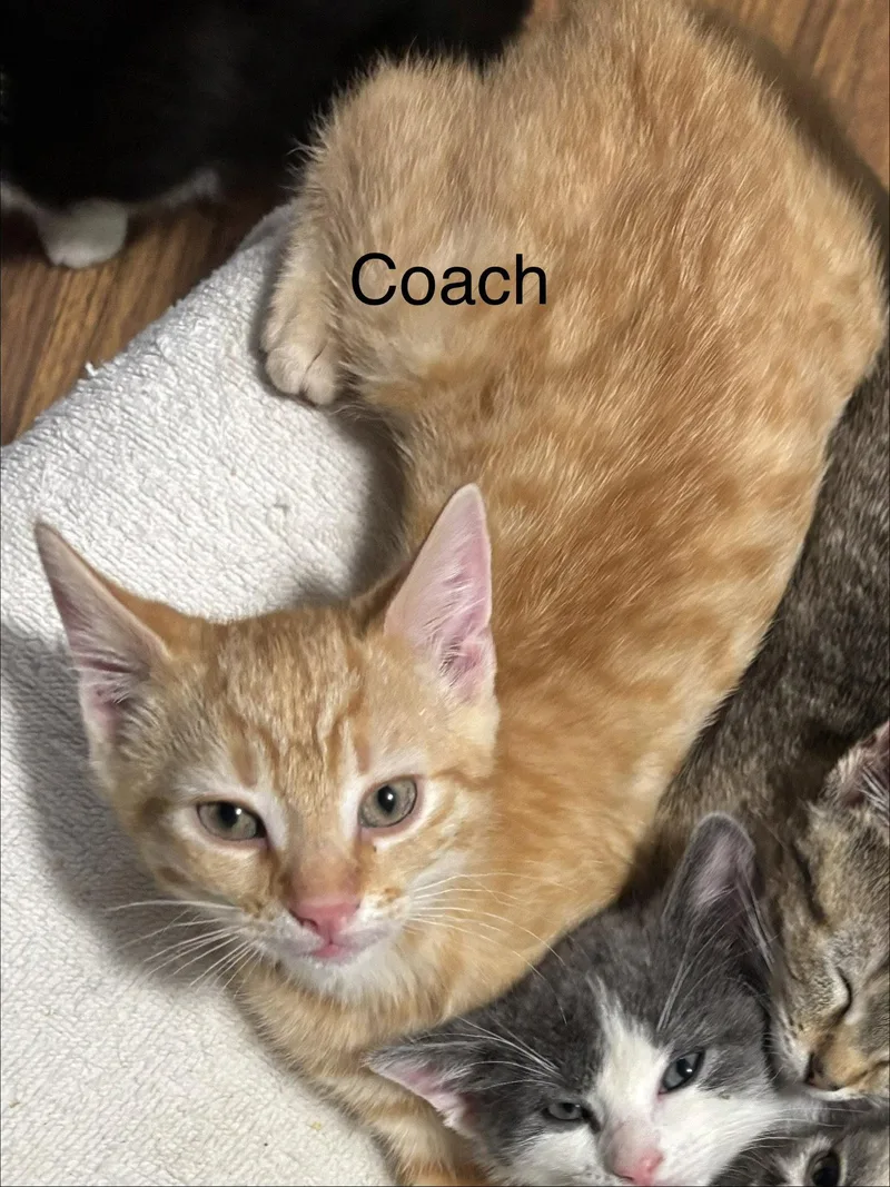 Coach thumbnail 2