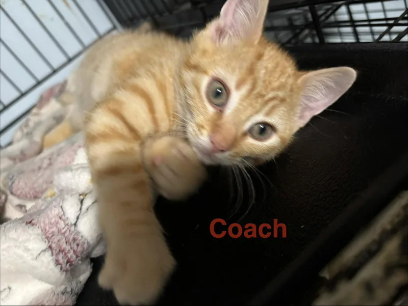 Coach thumbnail 3