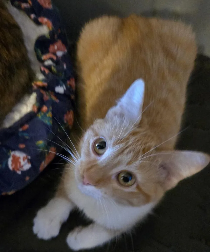 Burnt Pumpkin Spice thumbnail 2