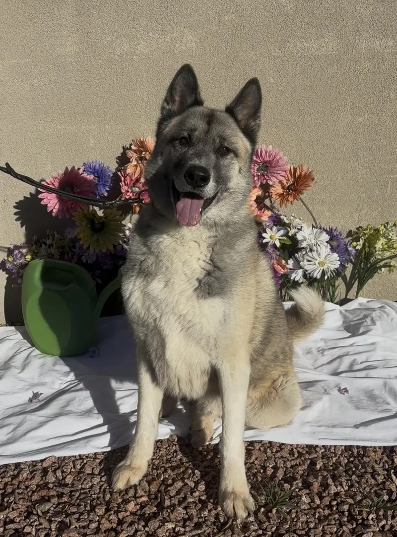 Sir Thundercloud thumbnail 2