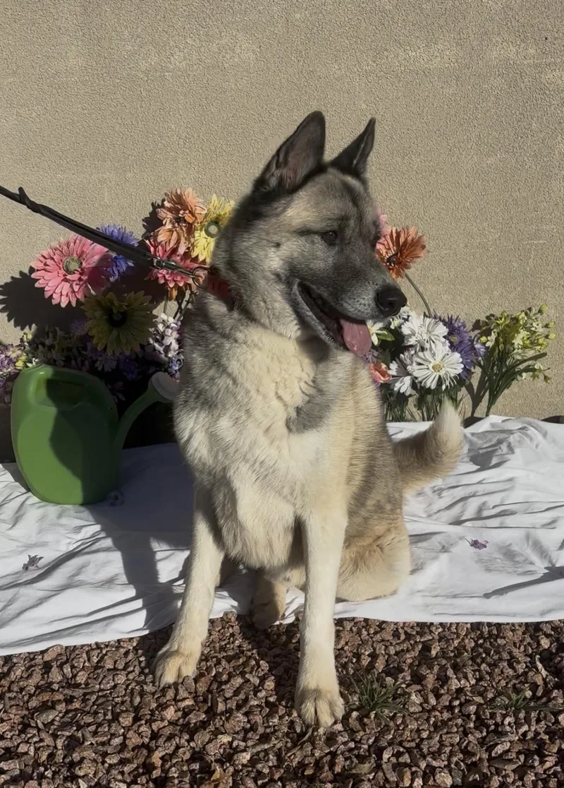 Sir Thundercloud thumbnail 3