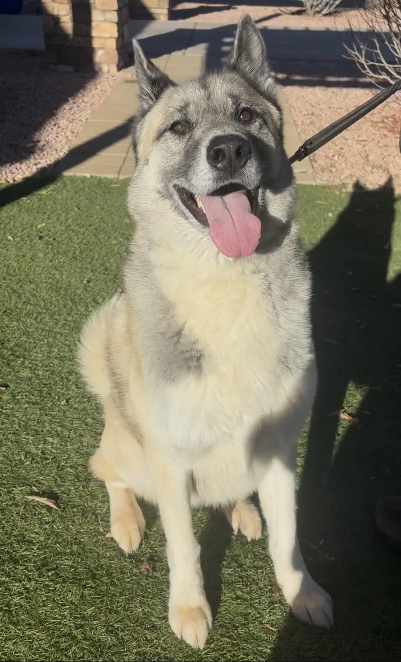 An adult large-sized male White / Cream Akita dog named Sir Thundercloud for adoption in Payson, AZ
