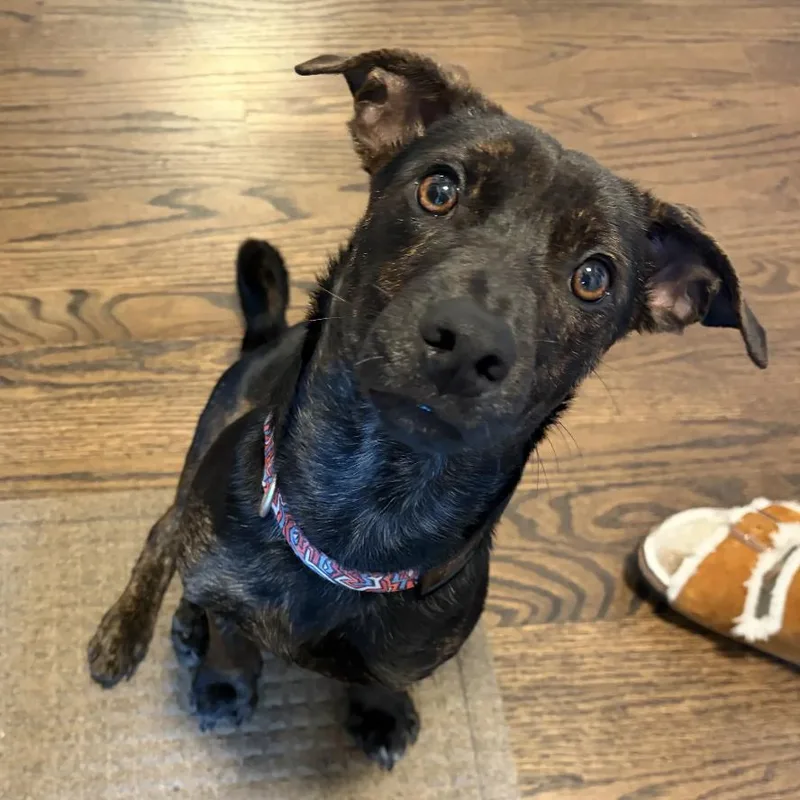 A young small-sized male Mixed Breed dog named Riggs for adoption in Hinsdale, IL