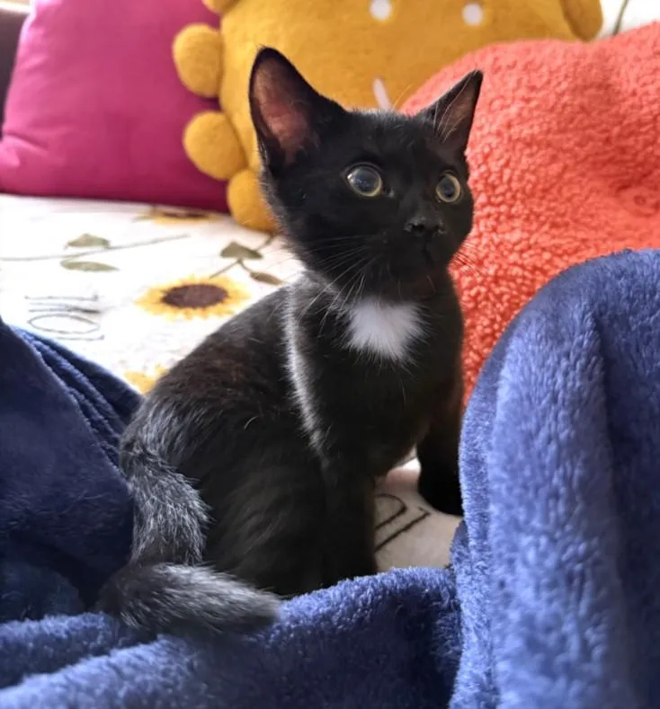 A baby small-sized female Domestic Short Hair cat named Sierra Mist for adoption in Burbank, CA
