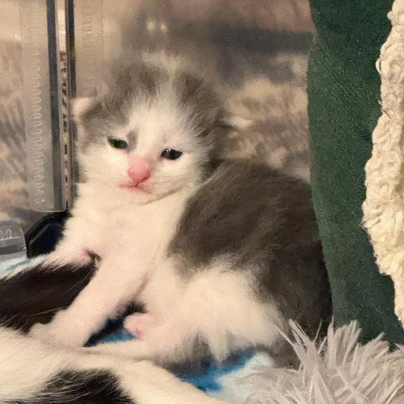 A baby small-sized male White Domestic Long Hair cat named Jasper for adoption in Roselle, IL