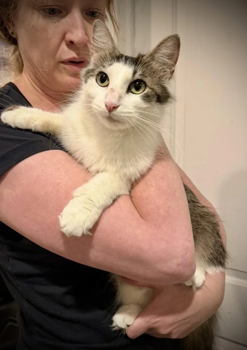 A young medium-sized female Domestic Medium Hair cat named Nelly for adoption in Brooklyn, NY