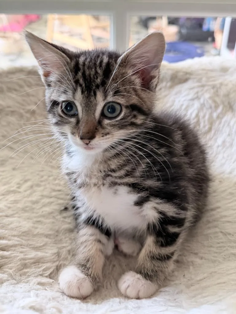 A baby small-sized male Domestic Short Hair cat named Plum for adoption in Mineral, VA