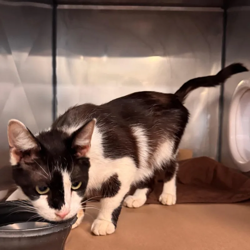 An adult medium-sized male White Domestic Short Hair cat named Ernie for adoption in Lake Panasoffkee, FL
