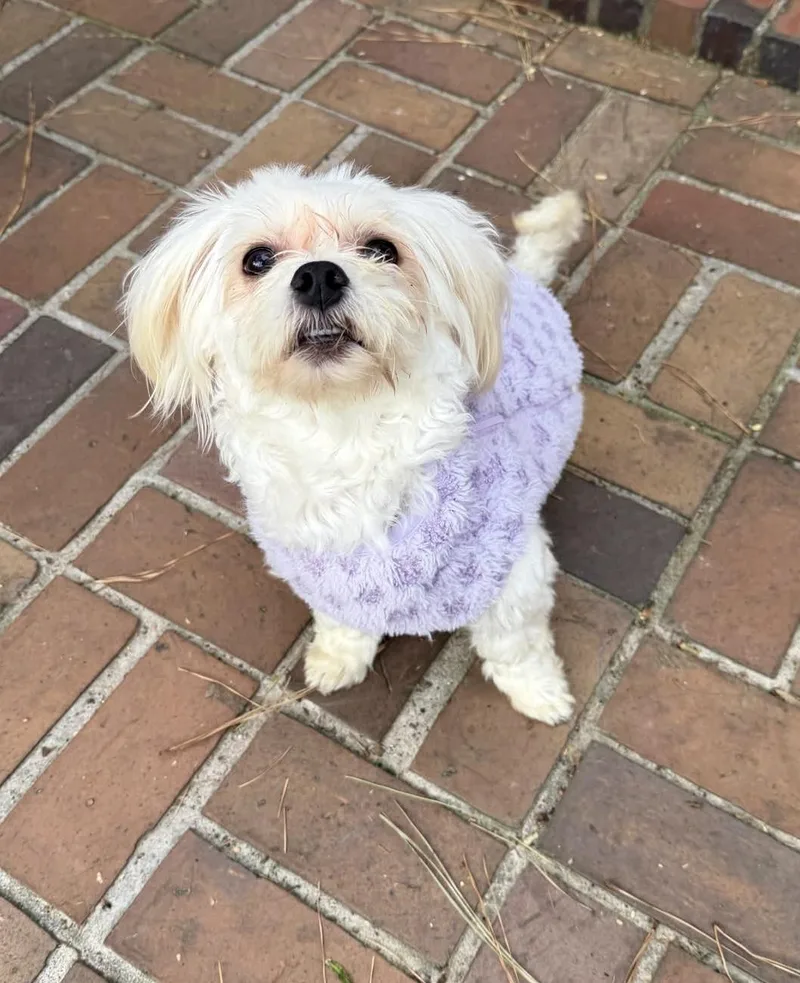 Fat Tony From Brooklyn thumbnail 2