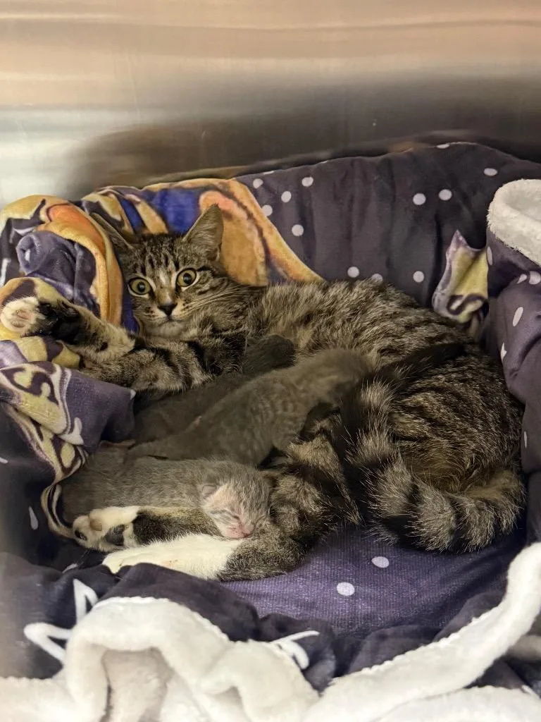 A baby medium-sized female Domestic Short Hair cat named Carlota for adoption in Sorrento, LA