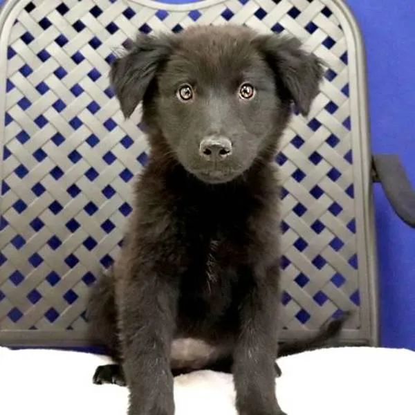 A baby medium-sized female German Shepherd Dog dog named Sierra Blanca for adoption in Fort Davis, TX