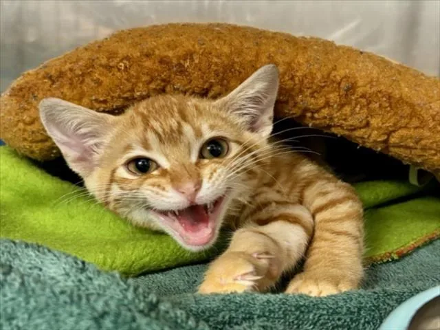 A baby small-sized male Orange / Red Domestic Short Hair cat named Sunny for adoption in Woodland, CA
