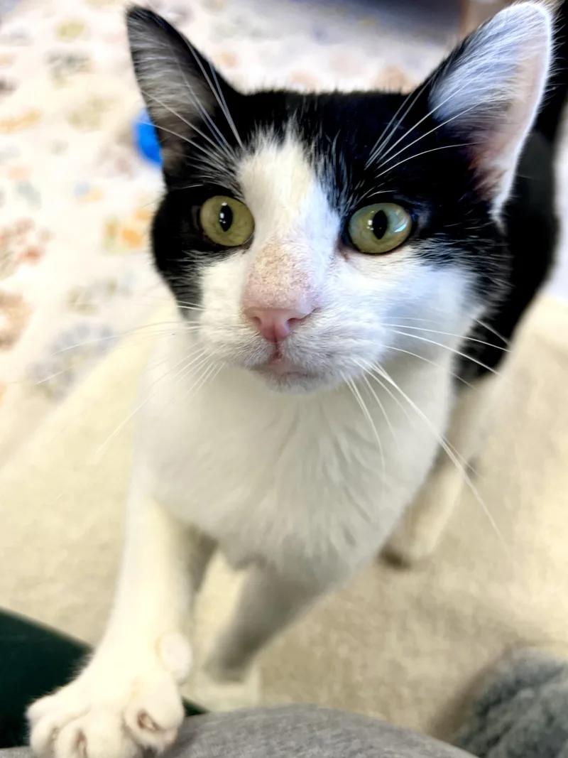 A young small-sized male Tuxedo cat named Cookies n Cream for adoption in Altoona, PA