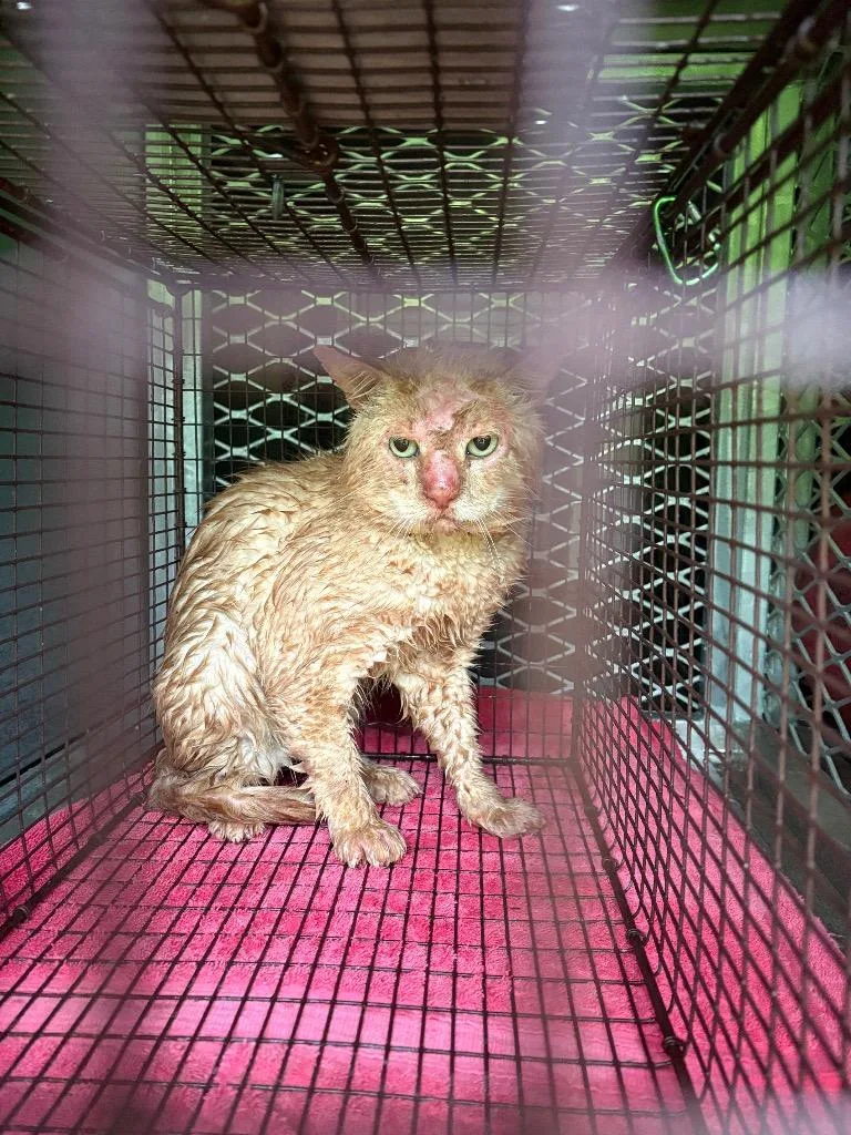 A young medium-sized male Domestic Short Hair cat named Ox for adoption in New Braunfels, TX