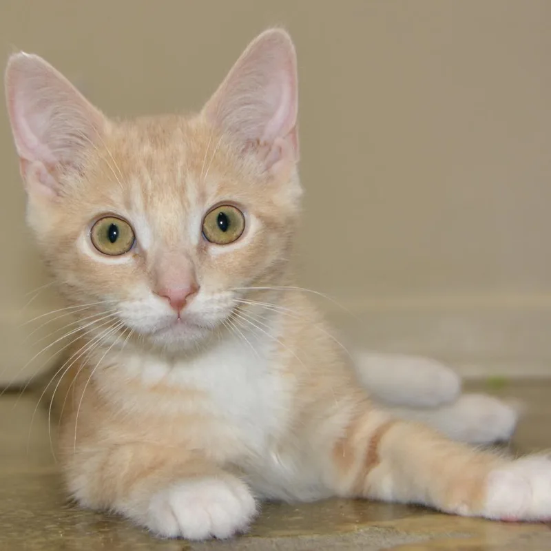 A baby small-sized male Orange / Red Domestic Short Hair cat named Sunny for adoption in Los Angeles, CA