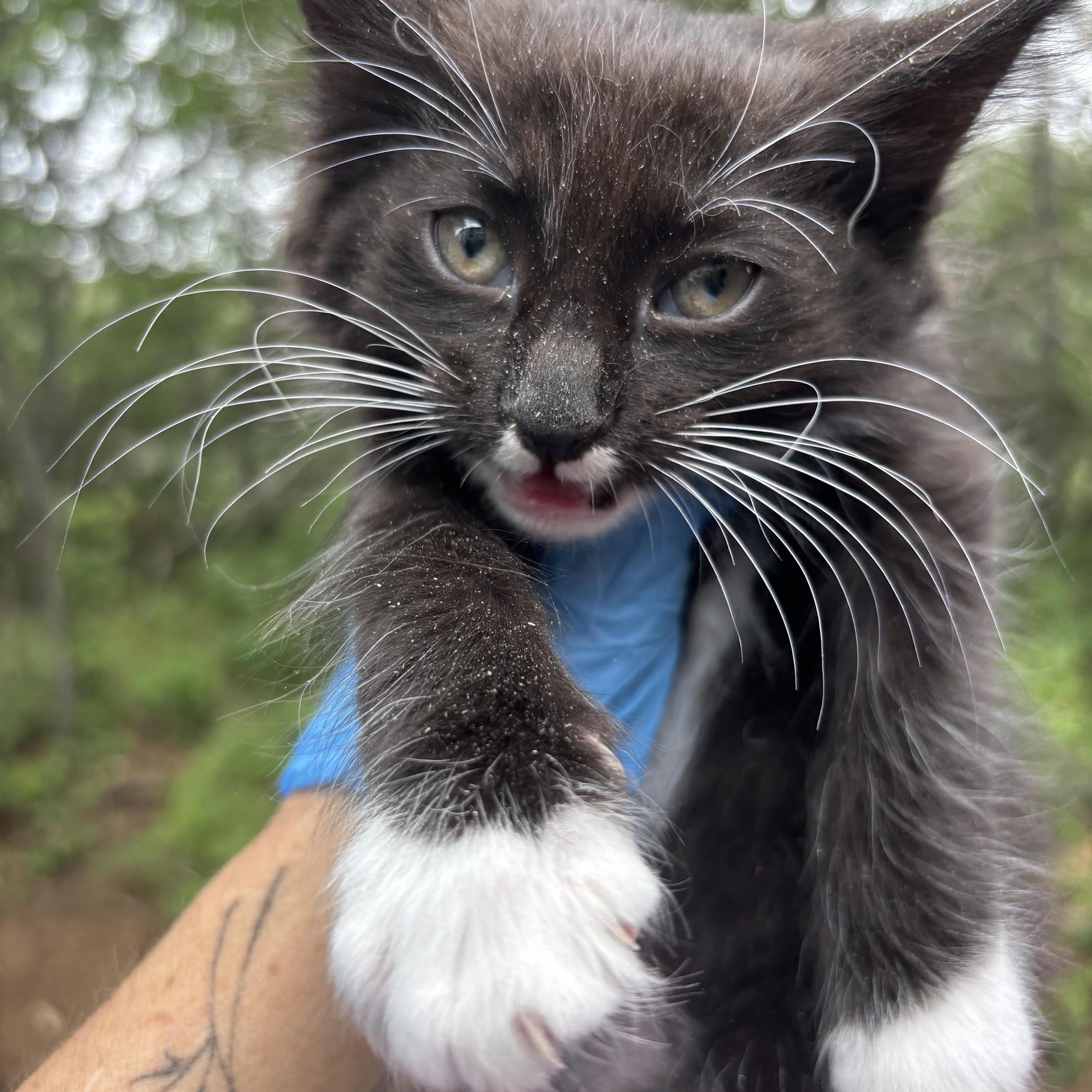 A baby medium-sized male Black & White / Tuxedo Domestic Long Hair cat named George for adoption in San Diego, CA