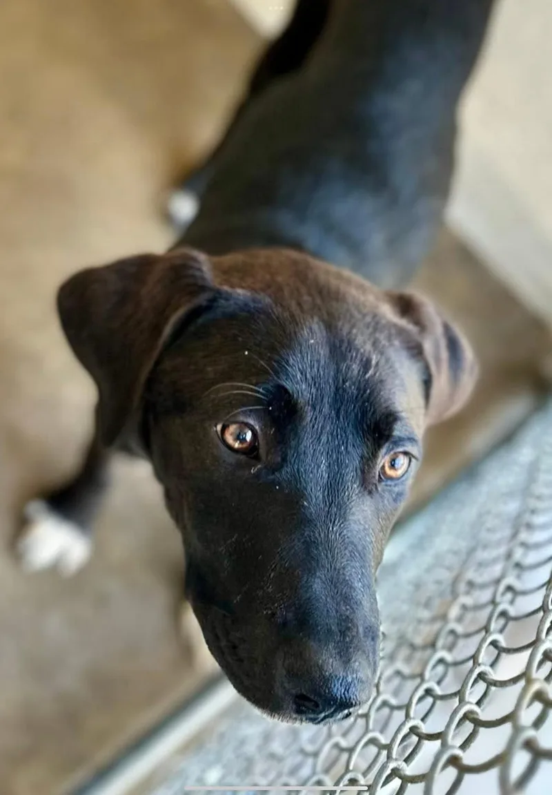 A young medium-sized female Black Labrador Retriever dog named Kyrie for adoption in Sherman, TX