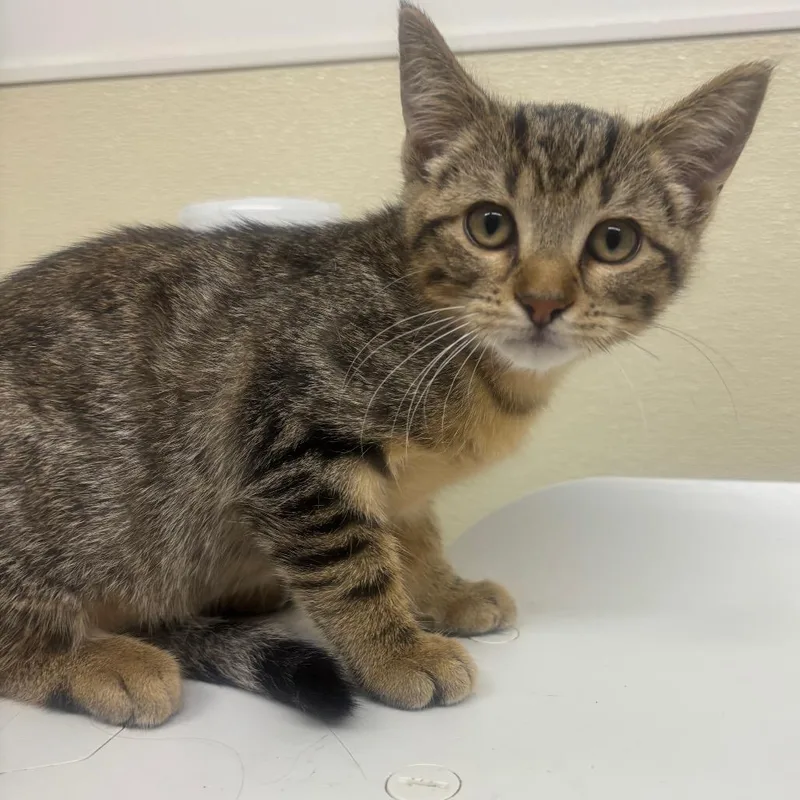 A baby small-sized male Brown / Chocolate Domestic Short Hair cat named John for adoption in Point Richmond, CA