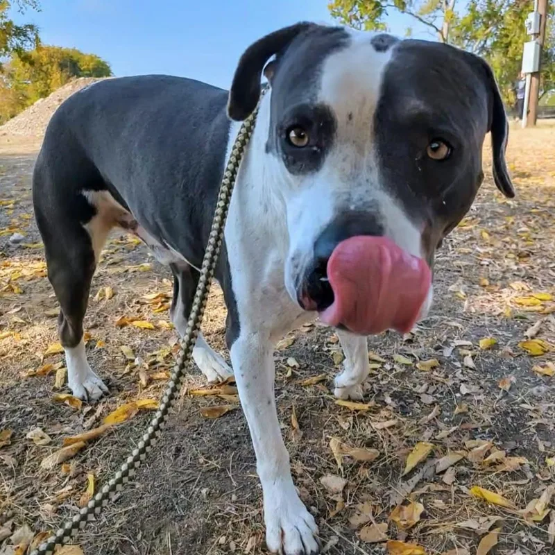 Renegade Topaz Y thumbnail 3