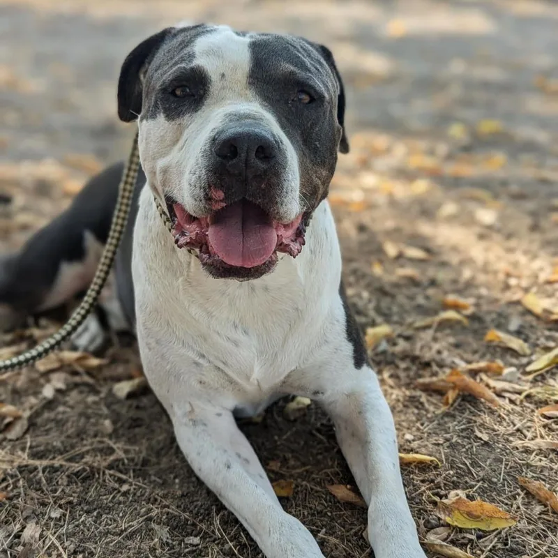 Renegade Topaz Y thumbnail 4