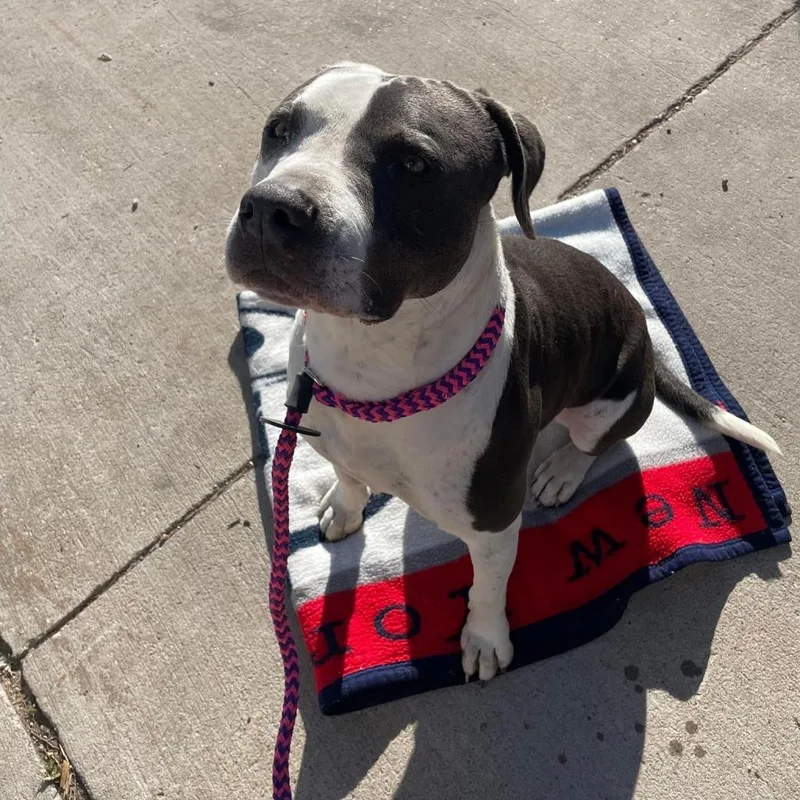 Renegade Topaz Y thumbnail 5