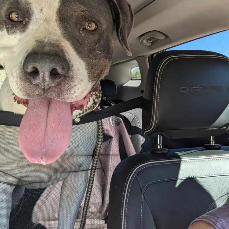 Renegade Topaz Y thumbnail 6