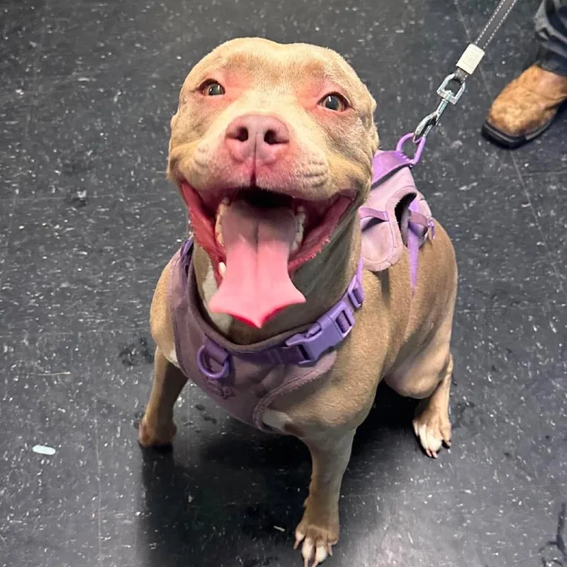 A senior large-sized female Yellow / Tan / Blond / Fawn Pit Bull Terrier dog named Aries for adoption in Shinnston, WV