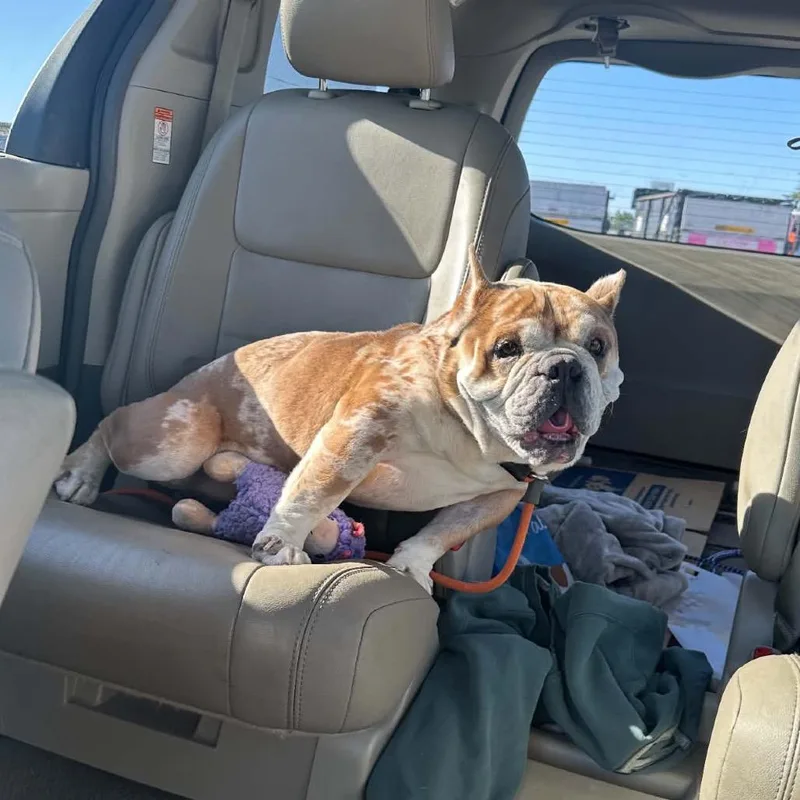 A senior medium-sized male Yellow / Tan / Blond / Fawn English Bulldog dog named Wally for adoption in Bellingham, WA