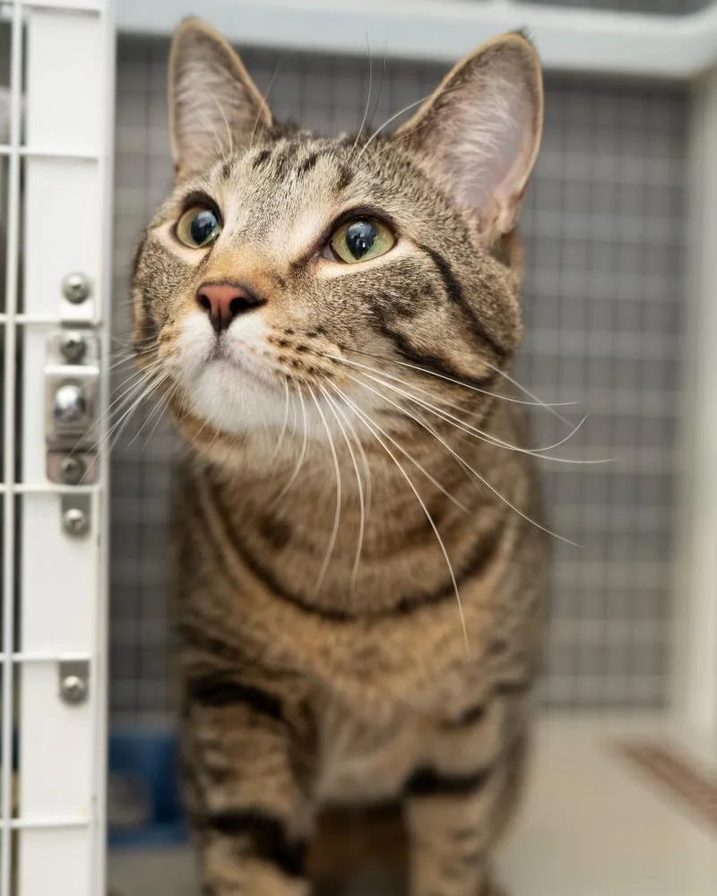 An adult medium-sized male Domestic Short Hair cat named Munch for adoption in Boone, IA