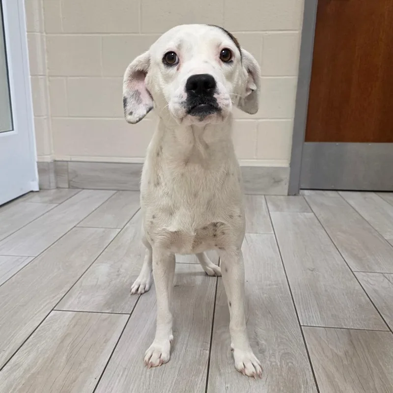 A young medium-sized female White / Cream Hound dog named Queens for adoption in Chatham, VA