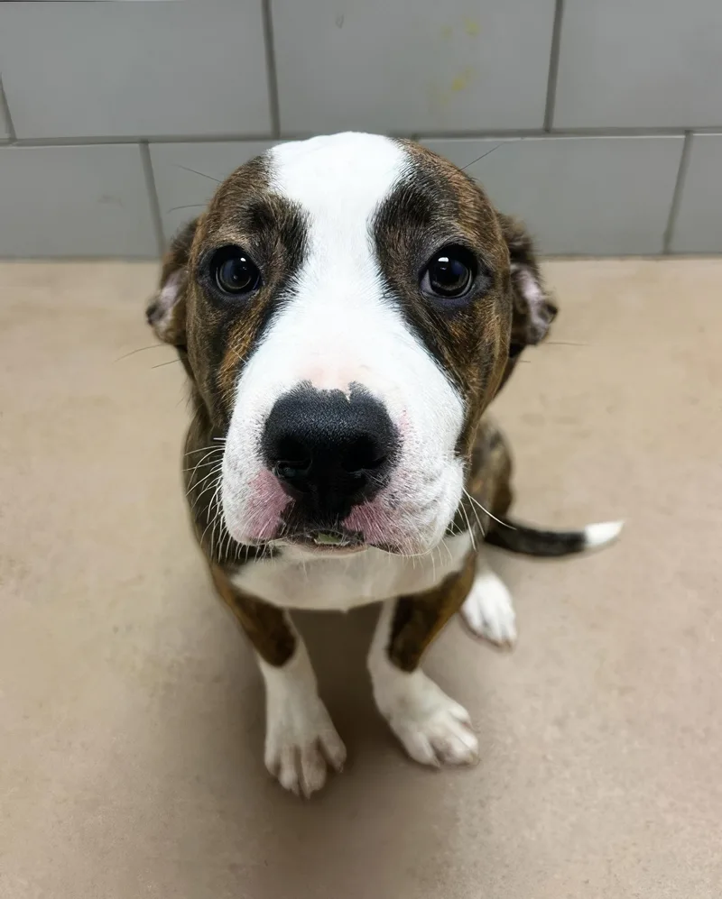 A young medium-sized female Brown / Chocolate Mixed Breed dog named Chex Mix for adoption in Nashville, TN
