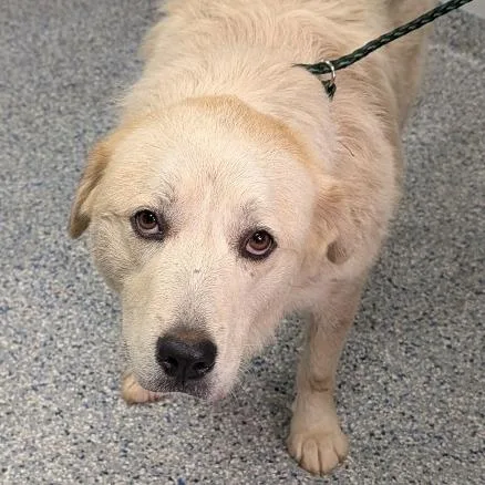 An adult large-sized female White / Cream Mixed Breed dog named Lucy for adoption in Greenville, SC