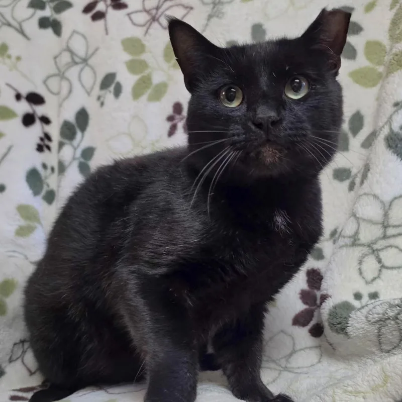 An adult medium-sized male Black Domestic Short Hair cat named Shadow for adoption in Graham, WA