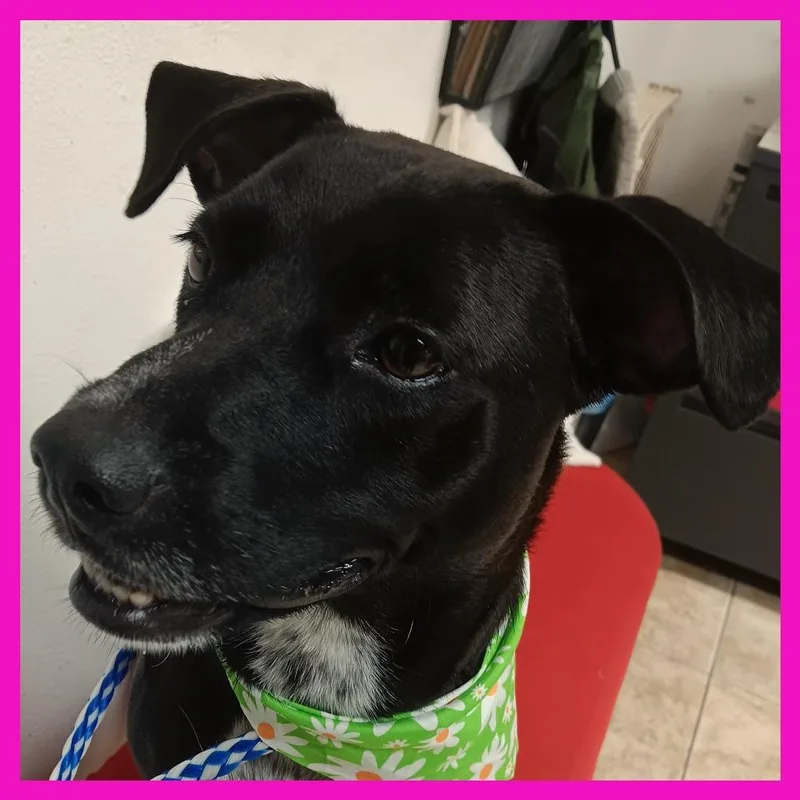 A young medium-sized female Black Mixed Breed dog named Destiny for adoption in Guaynabo, PR