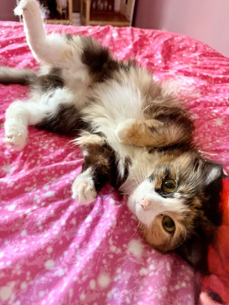 A young small-sized female Domestic Medium Hair cat named Haven for adoption in Olyphant, PA