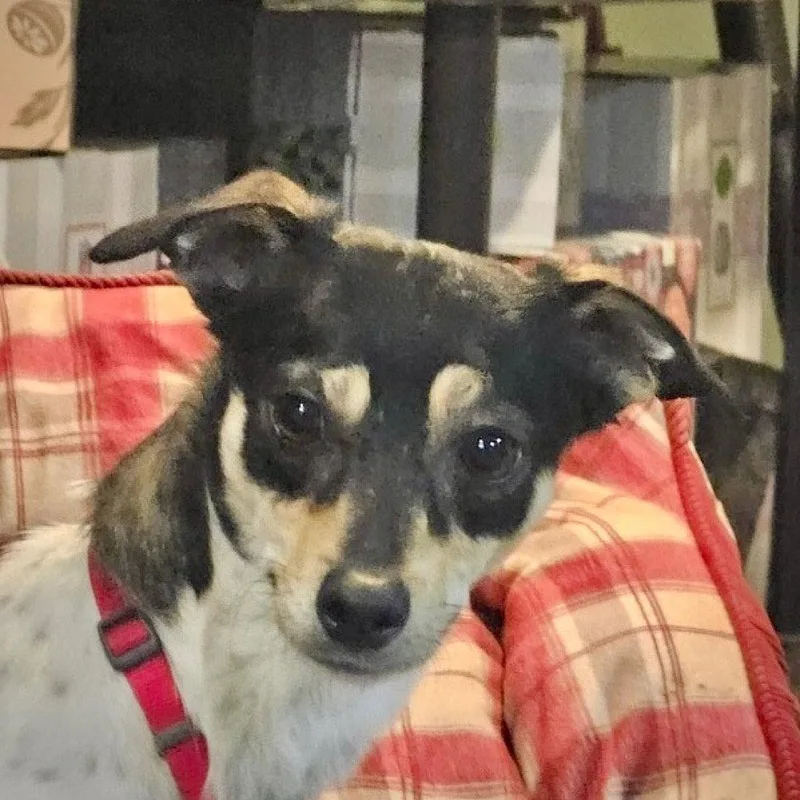 A young small-sized female Rat Terrier dog named Nova for adoption in Atlanta, GA