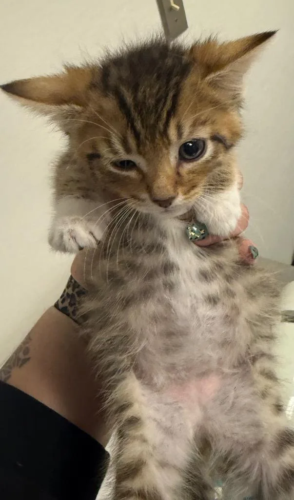A baby small-sized male Domestic Short Hair cat named Pancake for adoption in Greencastle, IN