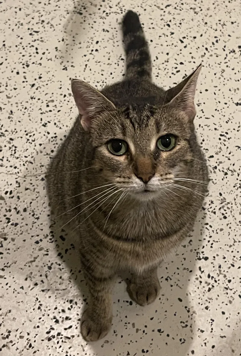A young medium-sized female Tabby (Buff / Tan / Fawn) Tabby cat named Lila for adoption in Myrtle Beach, SC